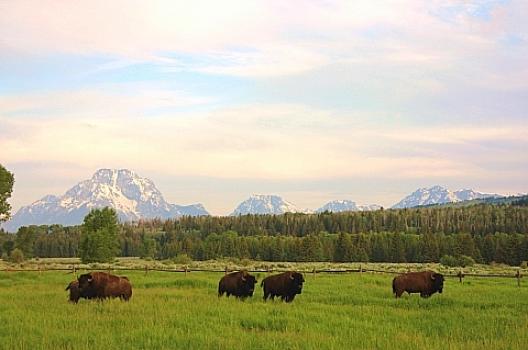 グランドティートン国立公園 75