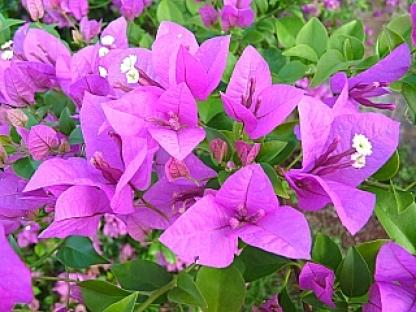 ブーゲンビレア