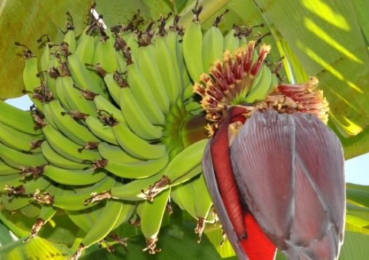 バナナの木 4