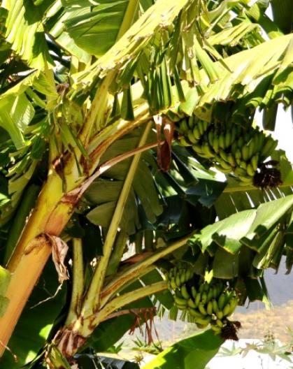 バナナの木 6