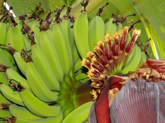 バナナの木 7