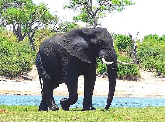 アフリカゾウの群 19