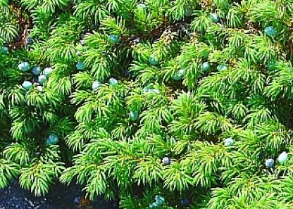 ランス・オ・メドウ 7