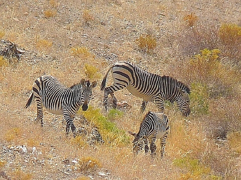 野生のゼブラ 1