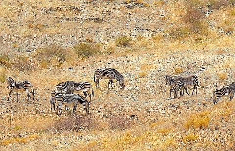 野生のゼブラ 2