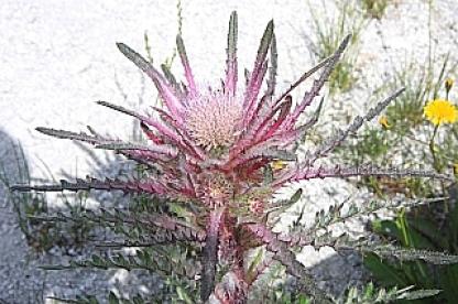 イエローストーン植物 2