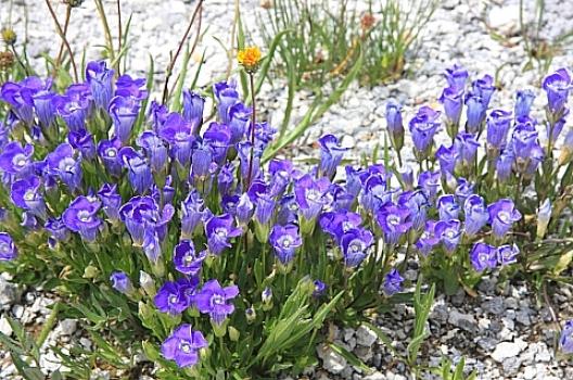 イエローストーン植物 1