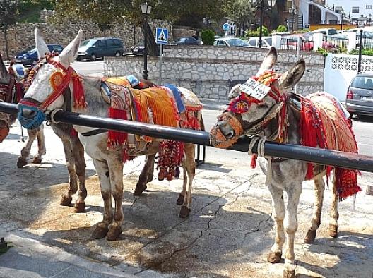 ミハスのロバ・タクシー 2