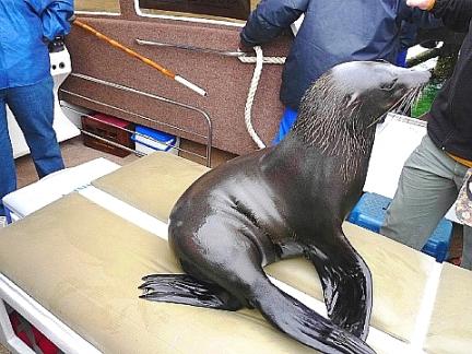 アイドル、・アザラシ　2