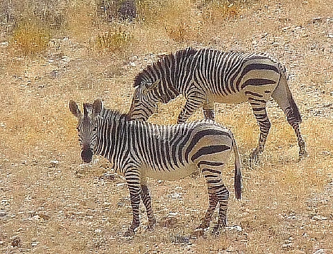 野生のゼブラ 3