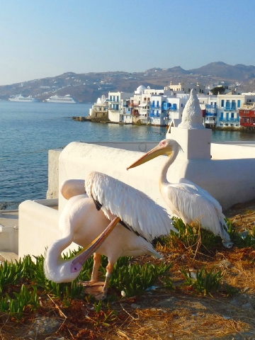 ベリカンと街 1