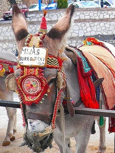 ミハスのロバ・タクシー 3