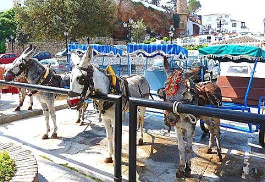 ミハスのロバ・タクシー 4