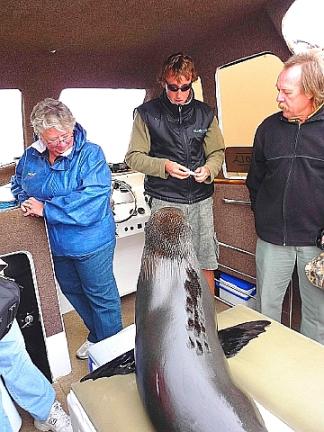 アイドル・アザラシ 4