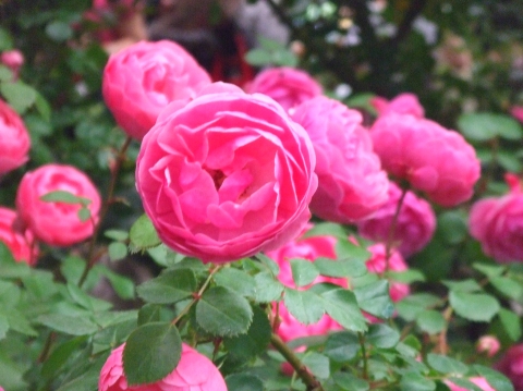 イングリッシュローズ　1