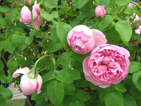 イングリッシュローズ　2