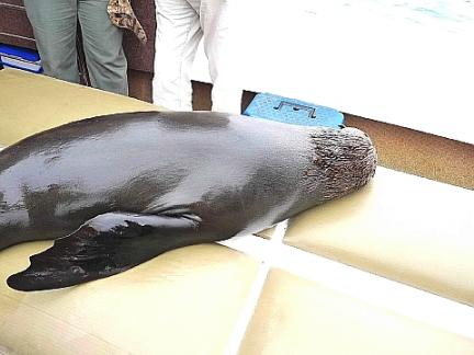 アイドル・アザラシ 5