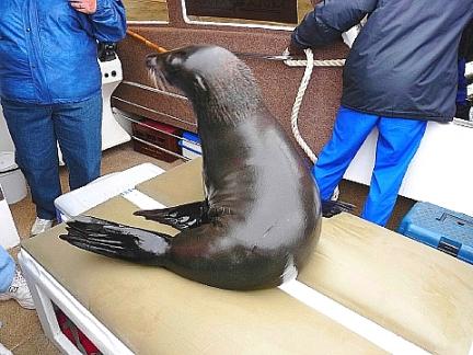 アイドル・アザラシ 6