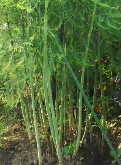 これは何? クイズ 2