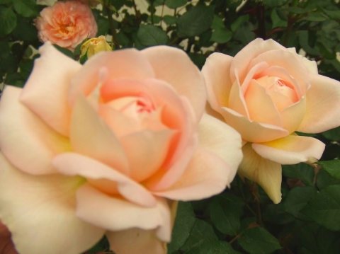 イングリッシュローズ　3