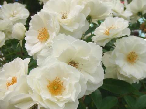 イングリッシュローズ　4