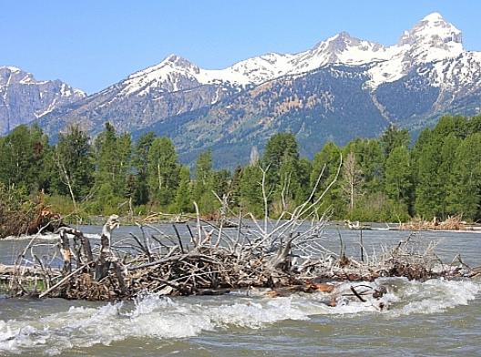 グランドティートン国立公園 17