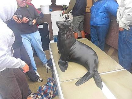 アイドル・アザラシ　7