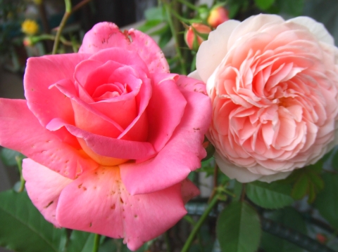 イングリッシュローズとモダンローズ