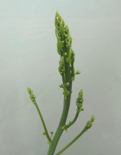 アスパラガスの花 2