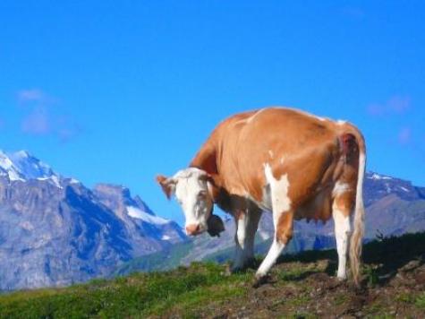 目がかゆい牛 2