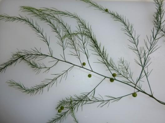 アスパラガスの実 1