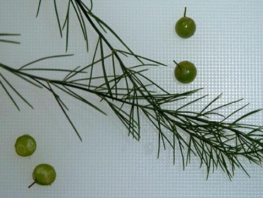 アスパラガスの実 2