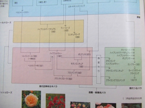 バラの系統図　2