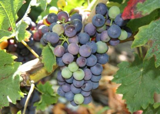 スイス・レマン湖 10