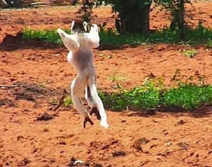 キツネザル、ペローシファカ 2