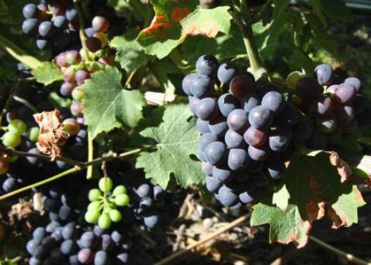 スイス・レマン湖 4