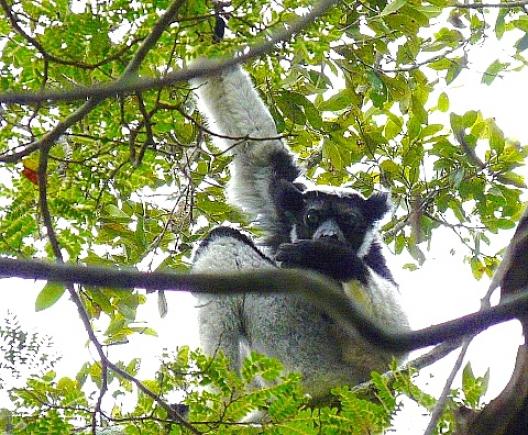 キツネザル、インドリ 1