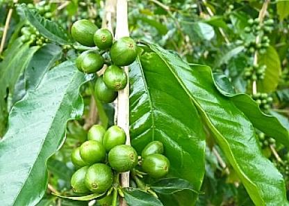 コーヒーの実　1
