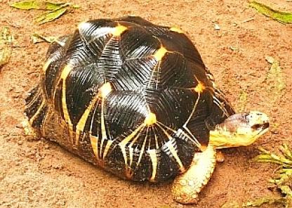 ホウシャガメ 1