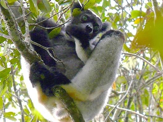 キツネザル、インドリ 2