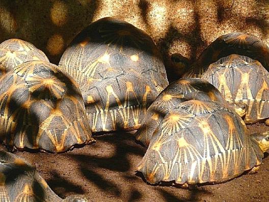 ホウシャガメ 2