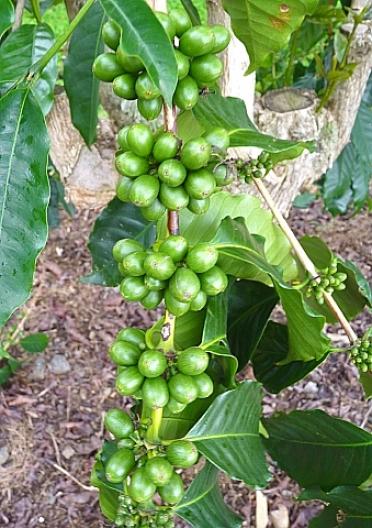 コーヒーの実　 2