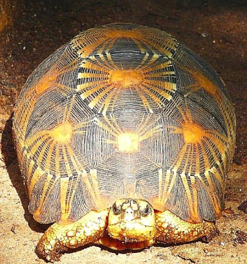 ホウシャガメ 3