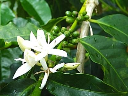 コーヒーの実　3