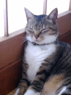 まどろみまーちゃん♪