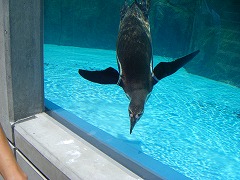 とべ動物園３