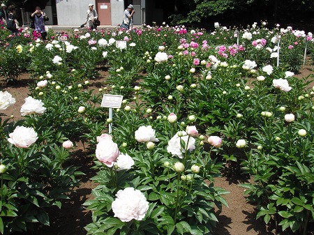 神代植物園　しゃくやくの花