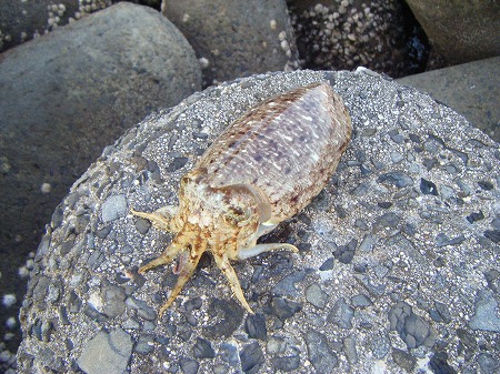 旦那釣　コウイカ　鹿島