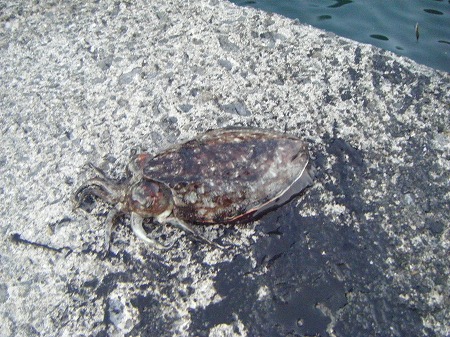 旦那釣　コウイカ　鹿島2