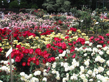 神代植物園　世界のバラ